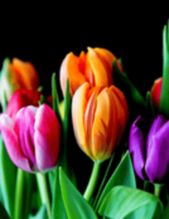 Sheila J. Waggoner Obituary