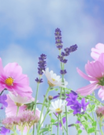 Lisa Ann Rizzo Obituary