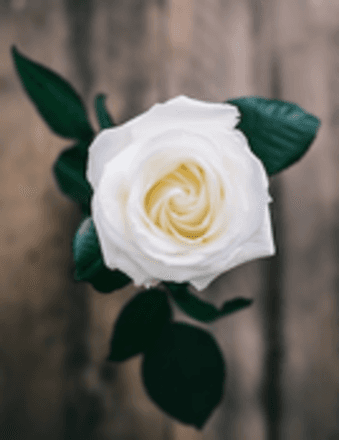 Diana Lynn Olson Obituary