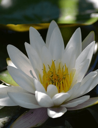 Sara Anne Polit Obituary